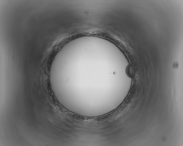 X0000096951447200802080910