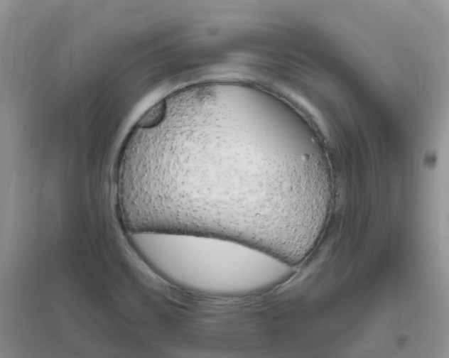 X0000096951467200802080910
