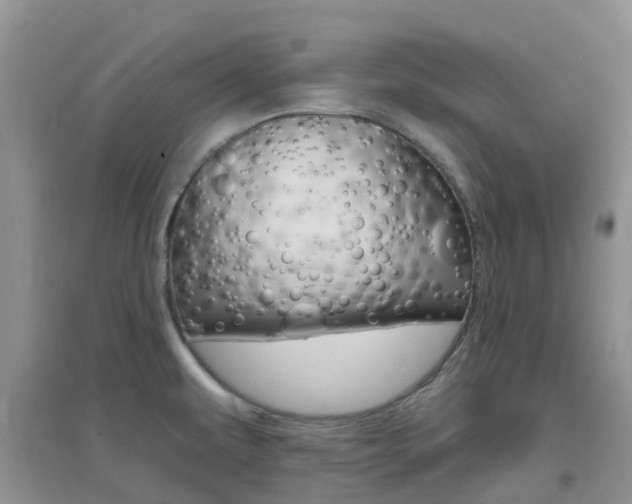 X0000096951479200802080910