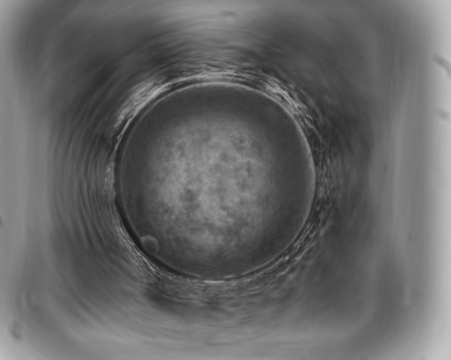 X0000096950002200802081240