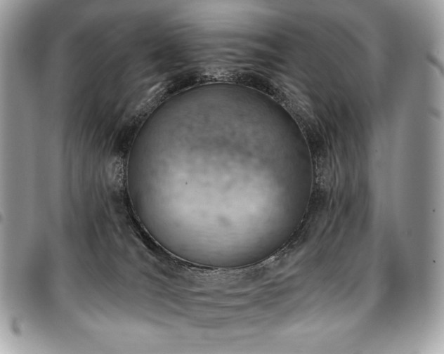X0000096950036200802081240