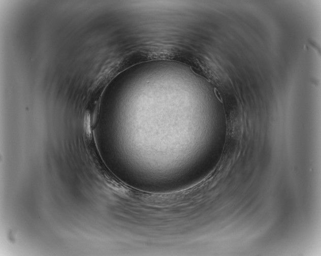 X0000096950041200802081239