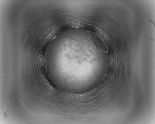 X0000096950043200802081239