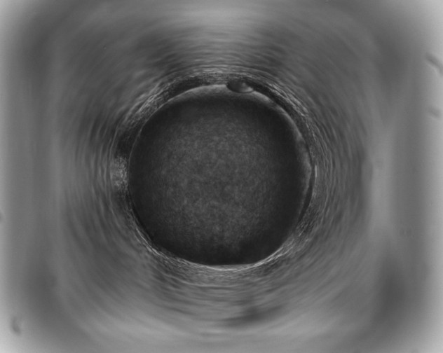 X0000096950048200802081239