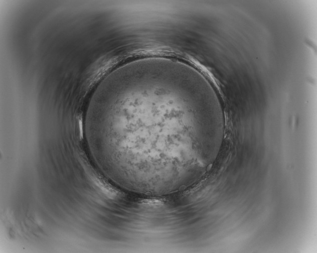 X0000096950061200802081239