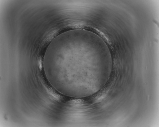 X0000096950069200802081239