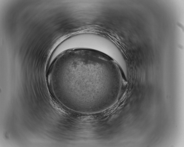 X0000096950100200802081238