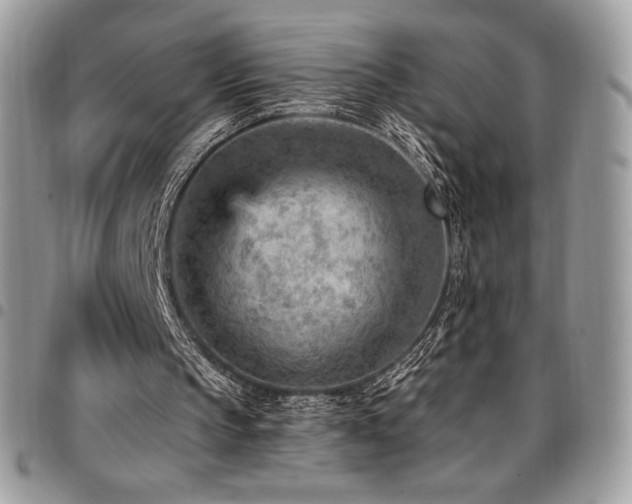 X0000096950145200802081237