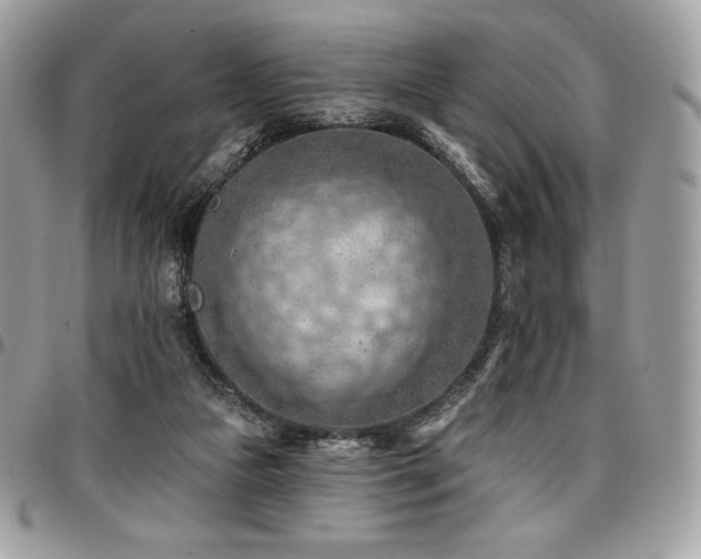 X0000096950161200802081237