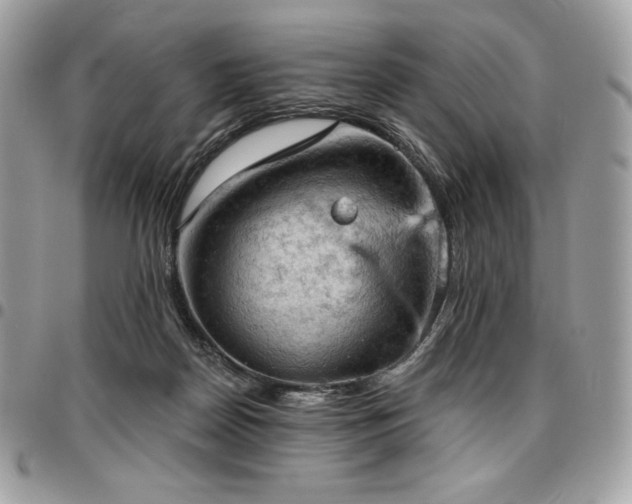 X0000096950170200802081238