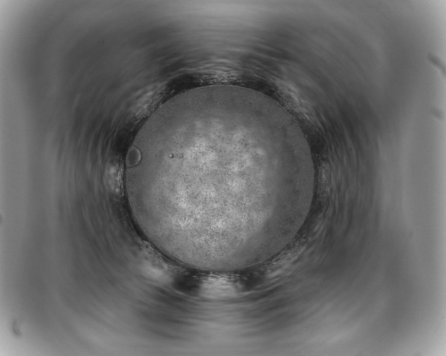X0000096950177200802081238