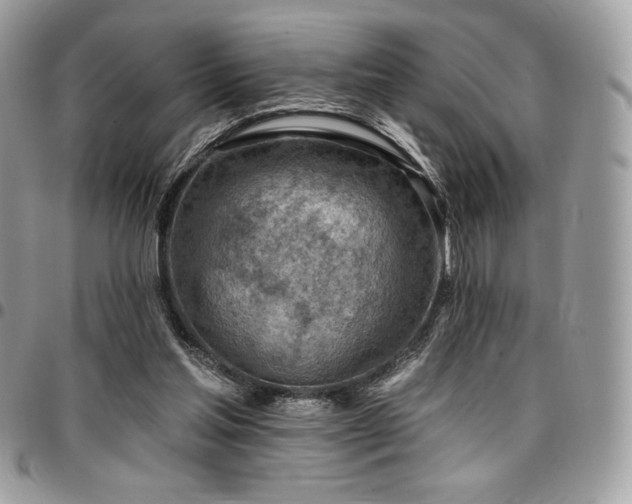 X0000096950205200802081237