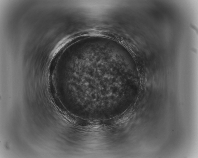 X0000096950295200802081236