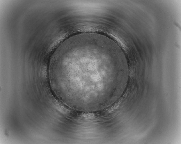 X0000096950353200802081235