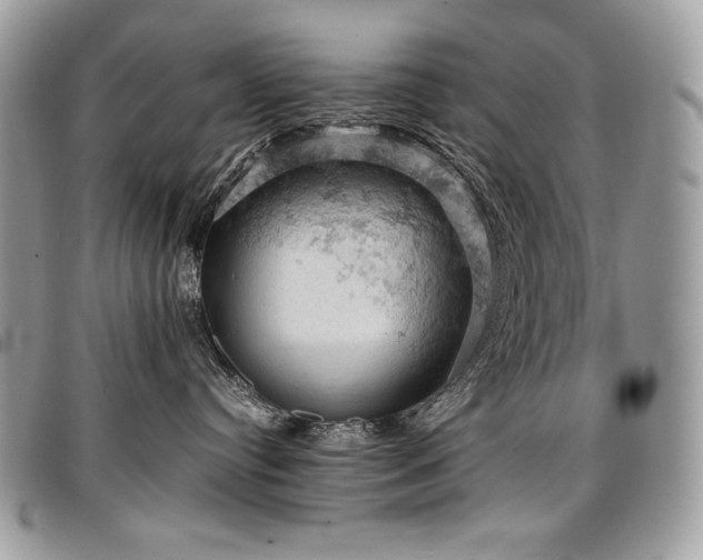 X0000096950384200802081235