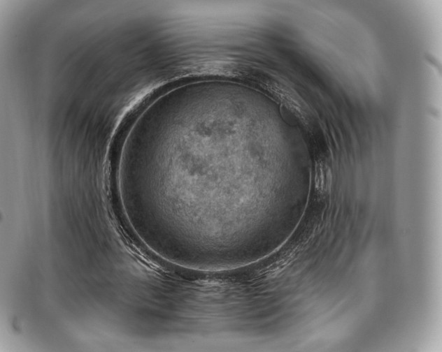 X0000096950388200802081234
