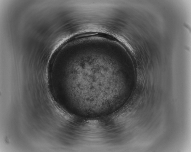 X0000096950391200802081234