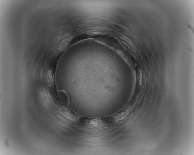 X0000096950420200802081234