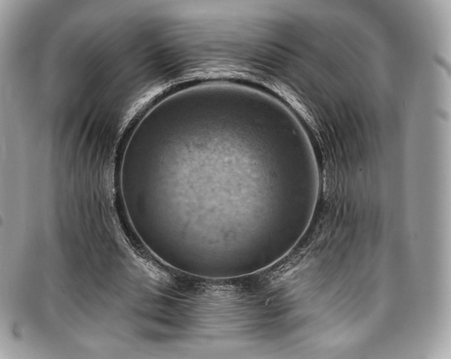 X0000096950438200802081233