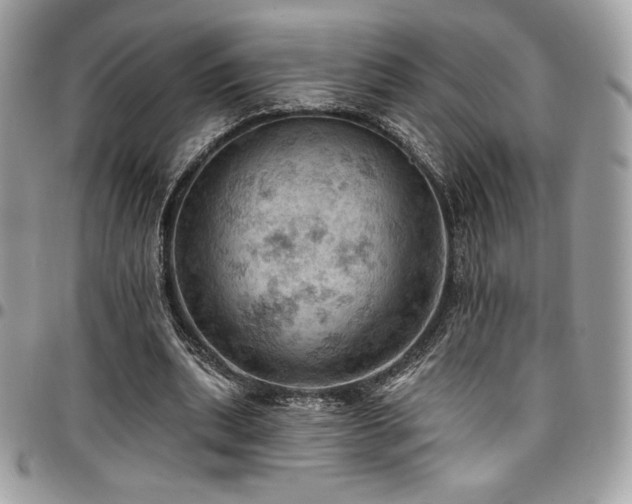 X0000096950439200802081233