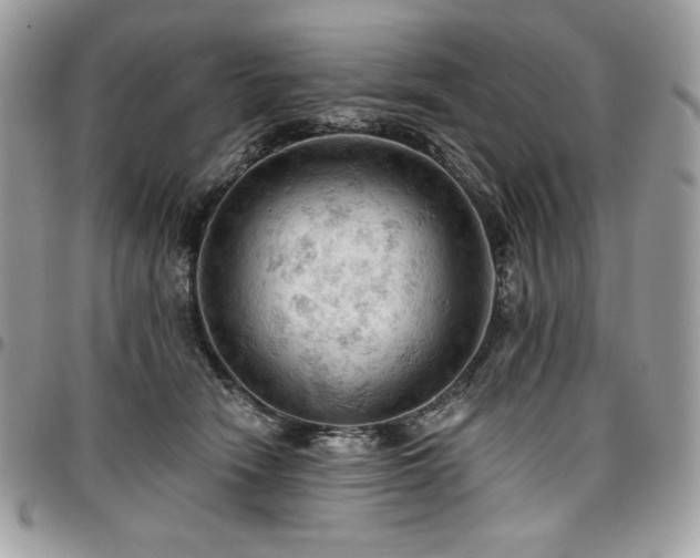 X0000096950466200802081234