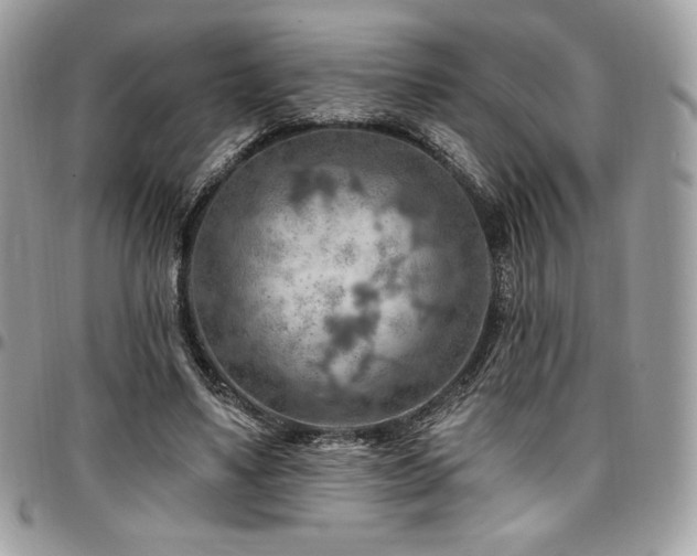 X0000096950491200802081233