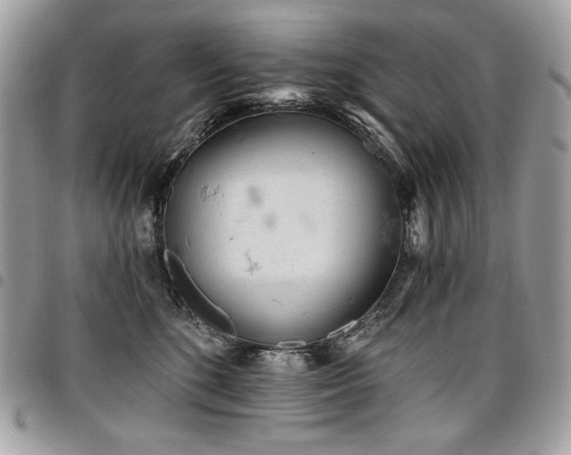 X0000096950520200802081232