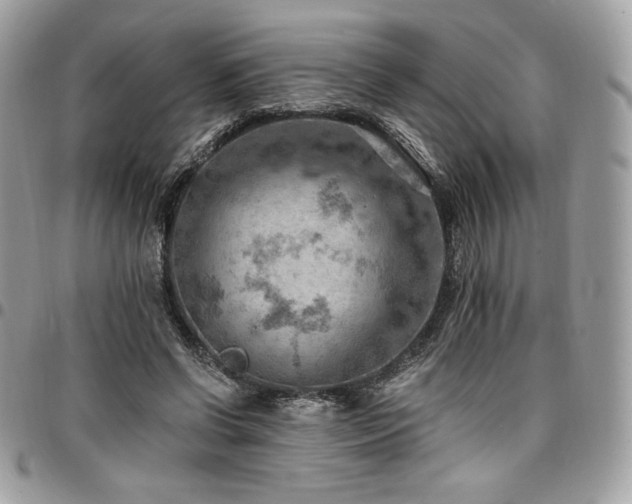 X0000096950542200802081232