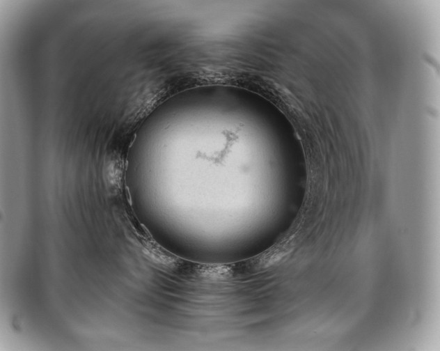 X0000096950576200802081232