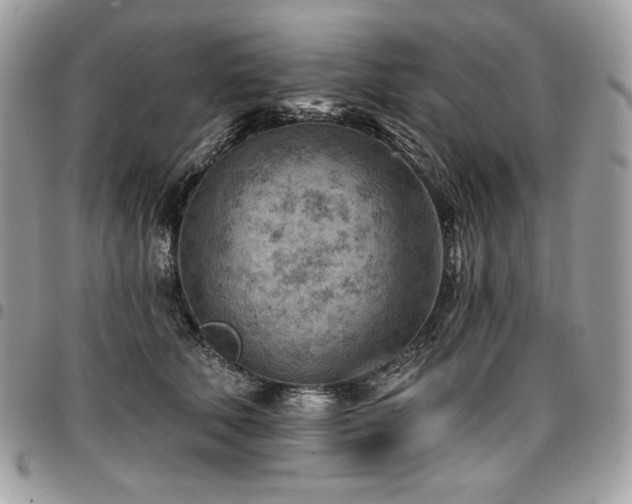 X0000096950610200802081231