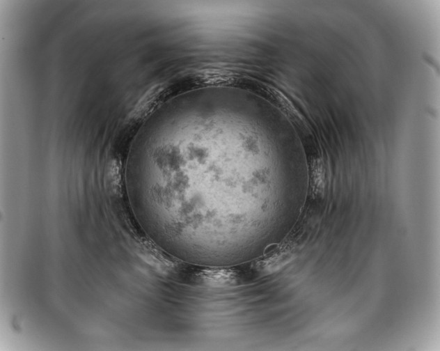 X0000096950667200802081231