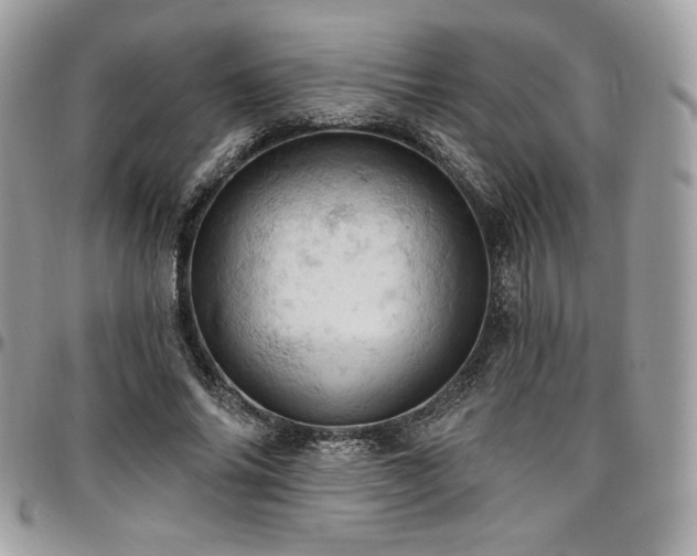 X0000096950686200802081230