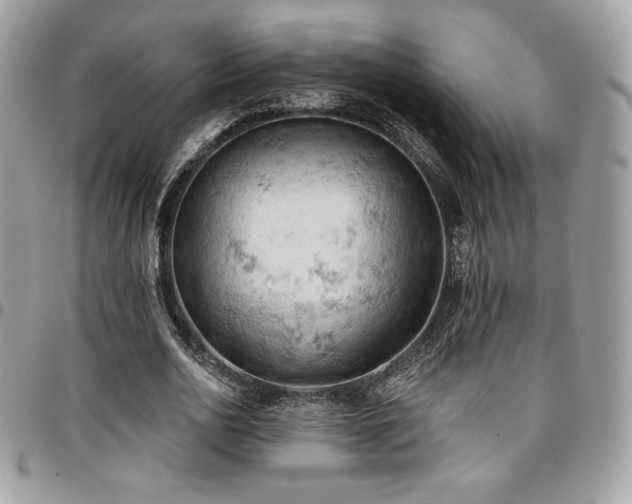 X0000096950726200802081229