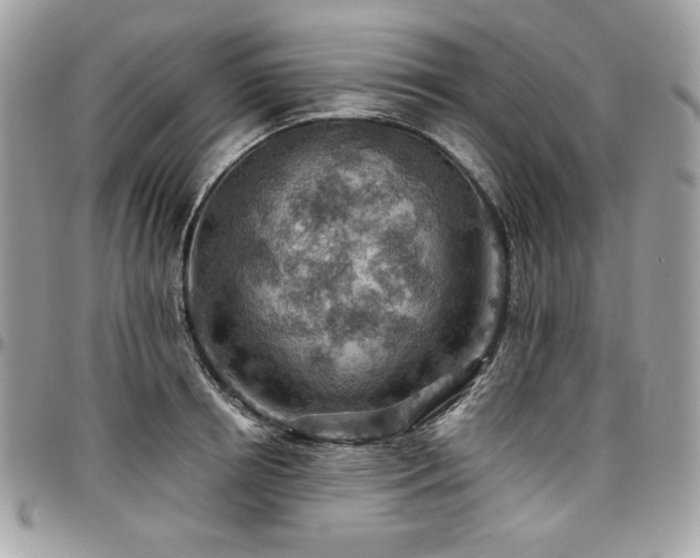 X0000096950850200802081227