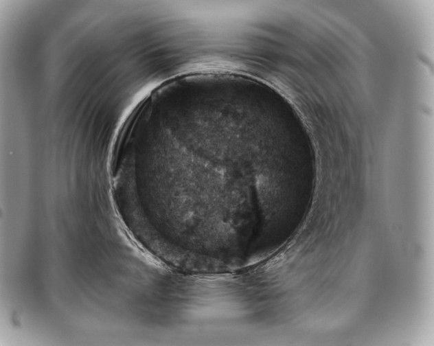 X0000096950864200802081228