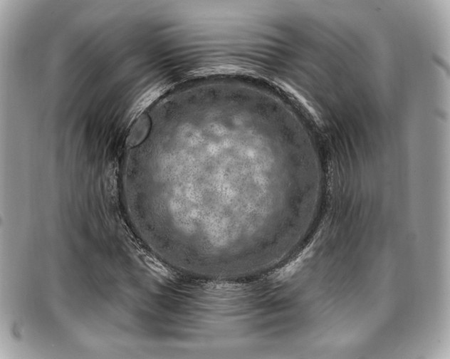 X0000096950921200802081226