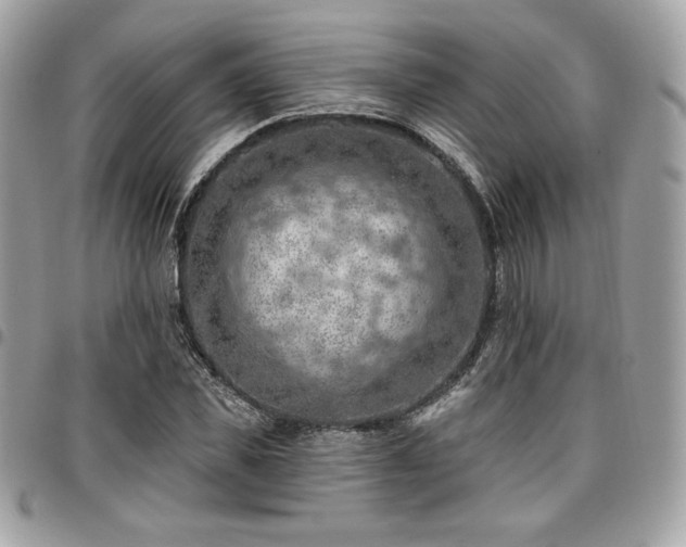 X0000096950925200802081226