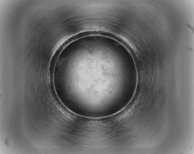 X0000096950927200802081226