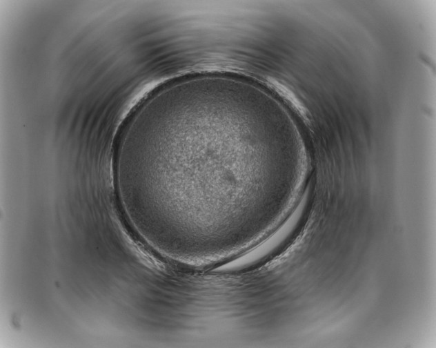 X0000096950934200802081226