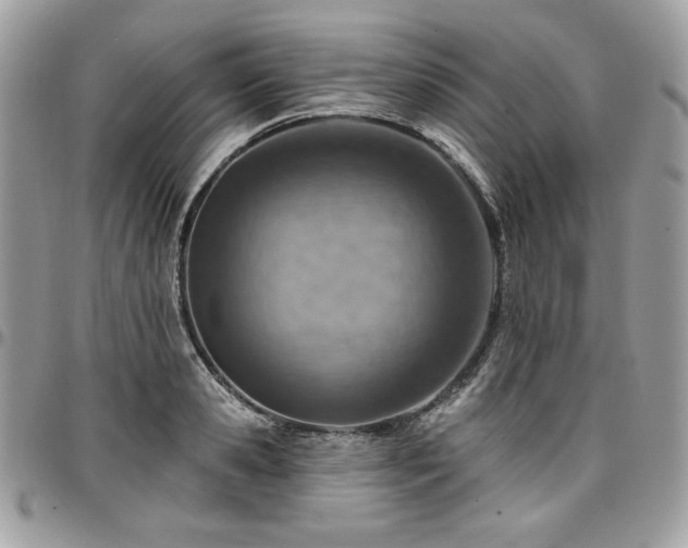 X0000096950941200802081226