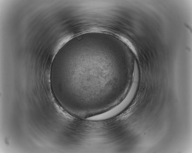 X0000096950954200802081226