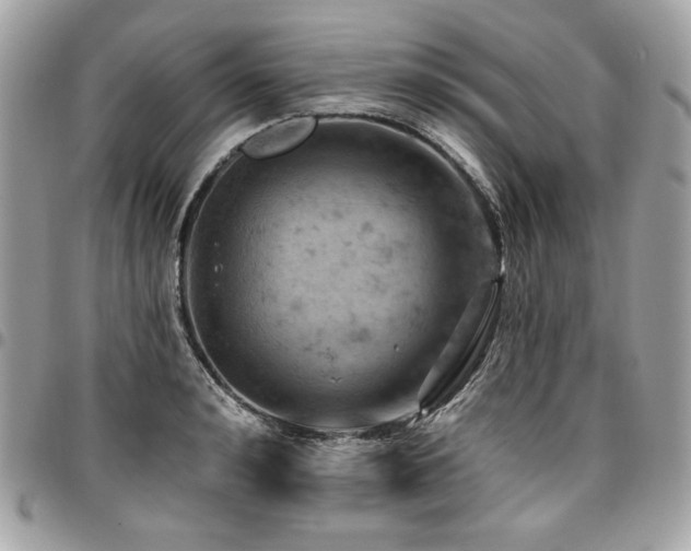 X0000096950992200802081225