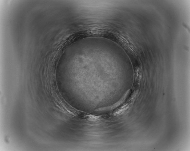 X0000096951009200802081224