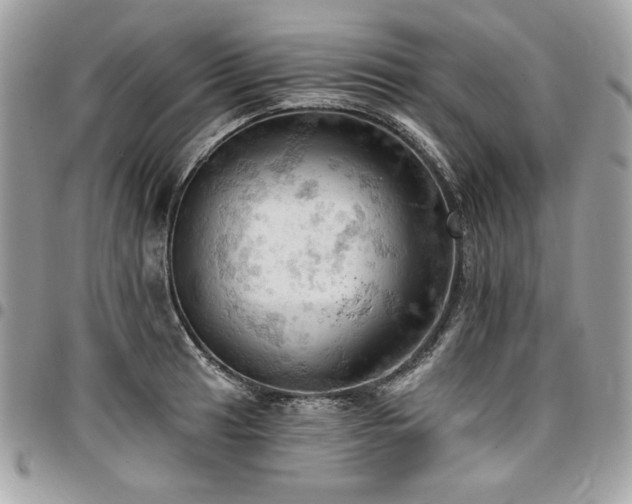 X0000096951041200802081225
