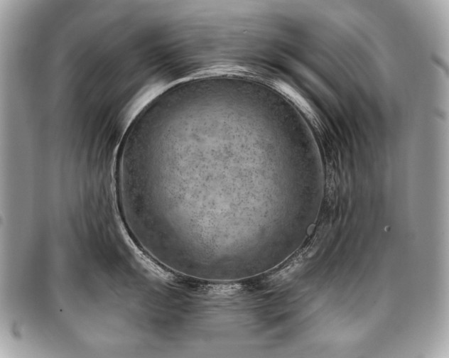X0000096951055200802081225