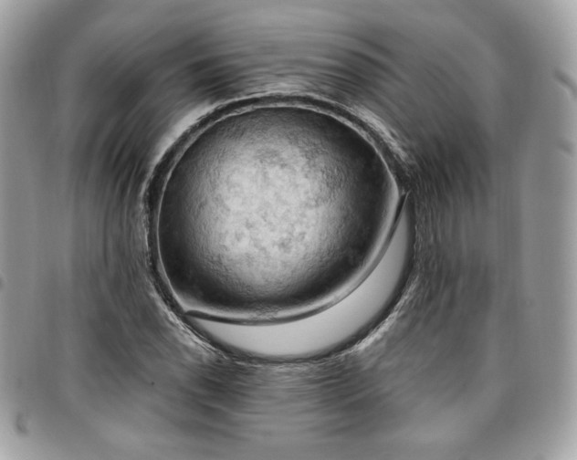 X0000096951118200802081223