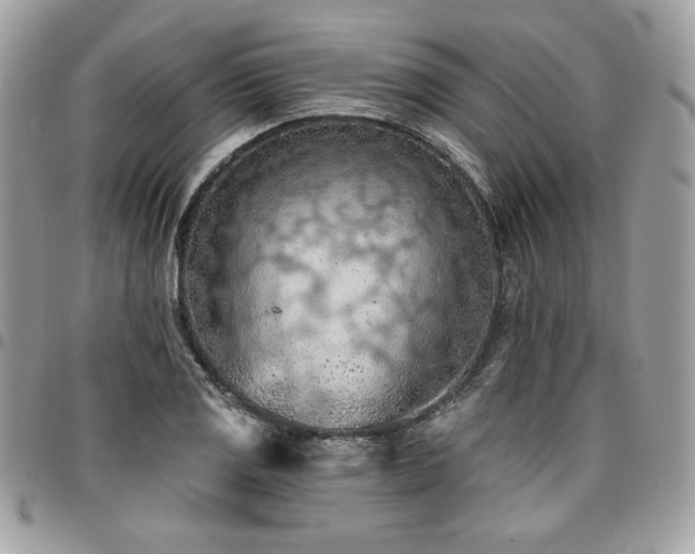 X0000096951125200802081223