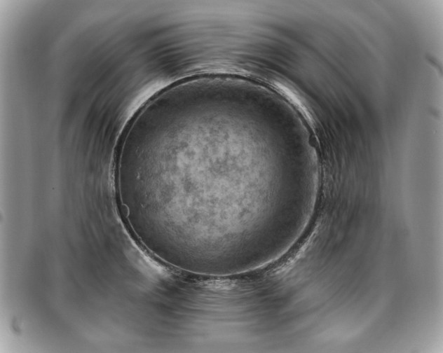 X0000096951141200802081223