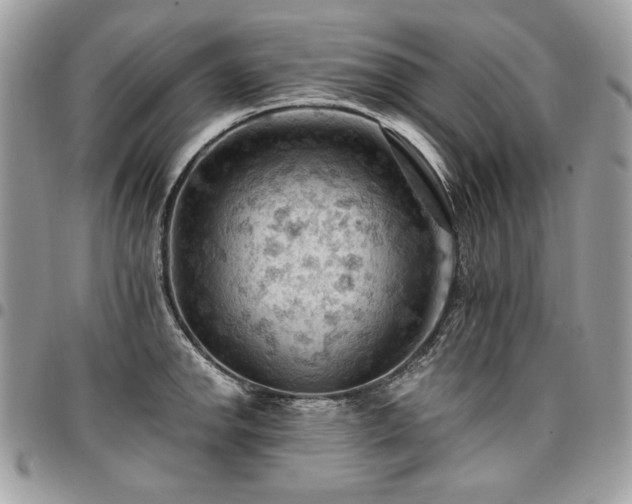 X0000096951142200802081223