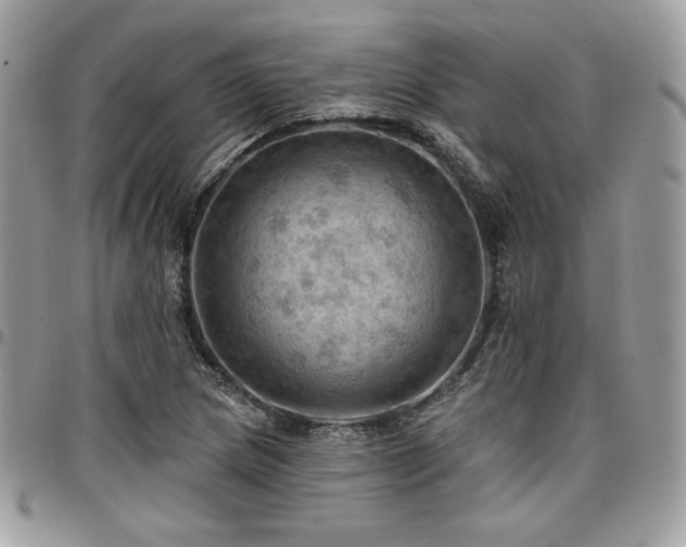 X0000096951217200802081222
